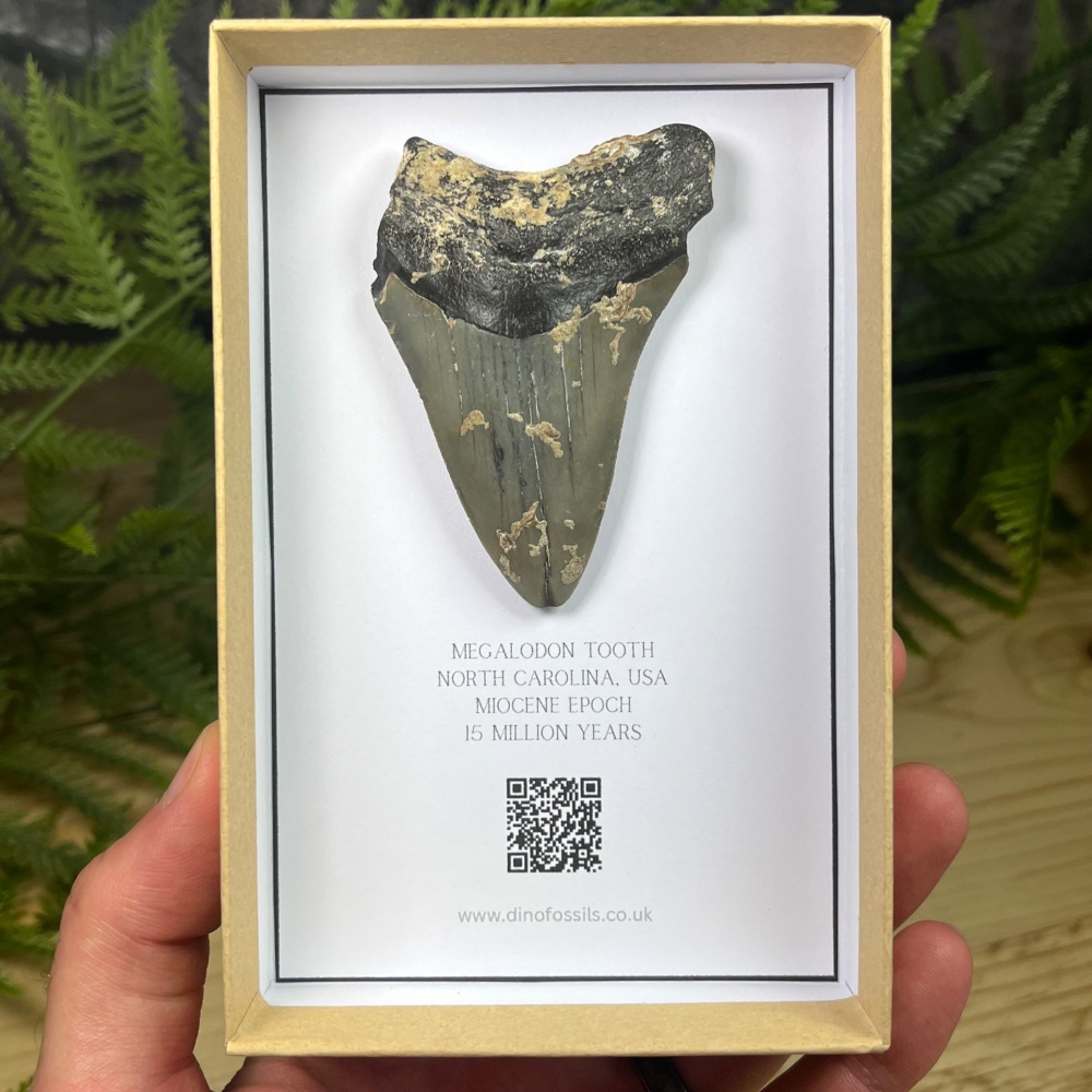 Megalodon Tooth