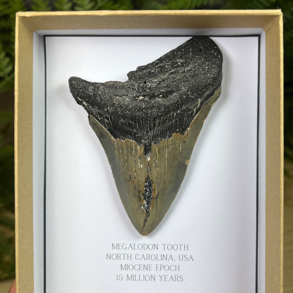 Megalodon Tooth