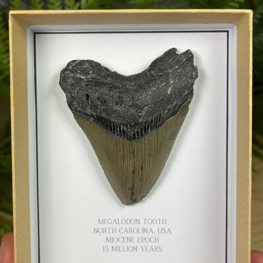 Megalodon Tooth