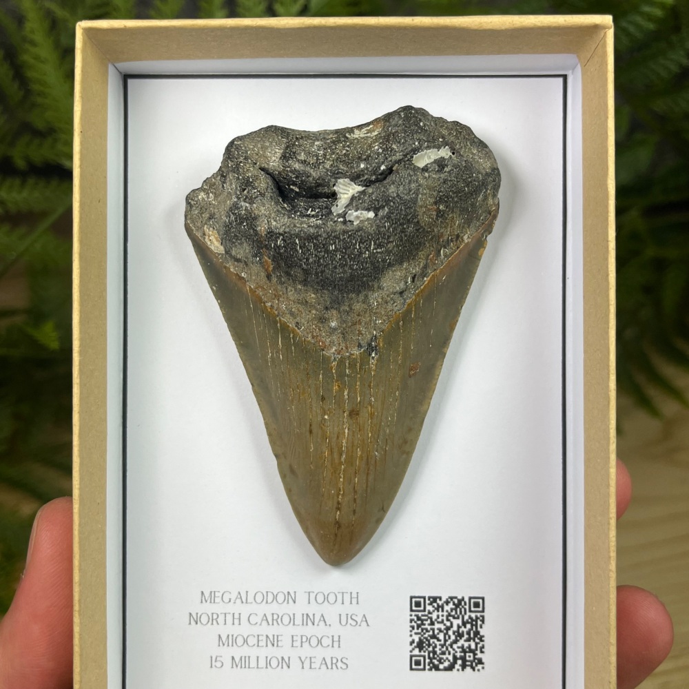 Megalodon Tooth