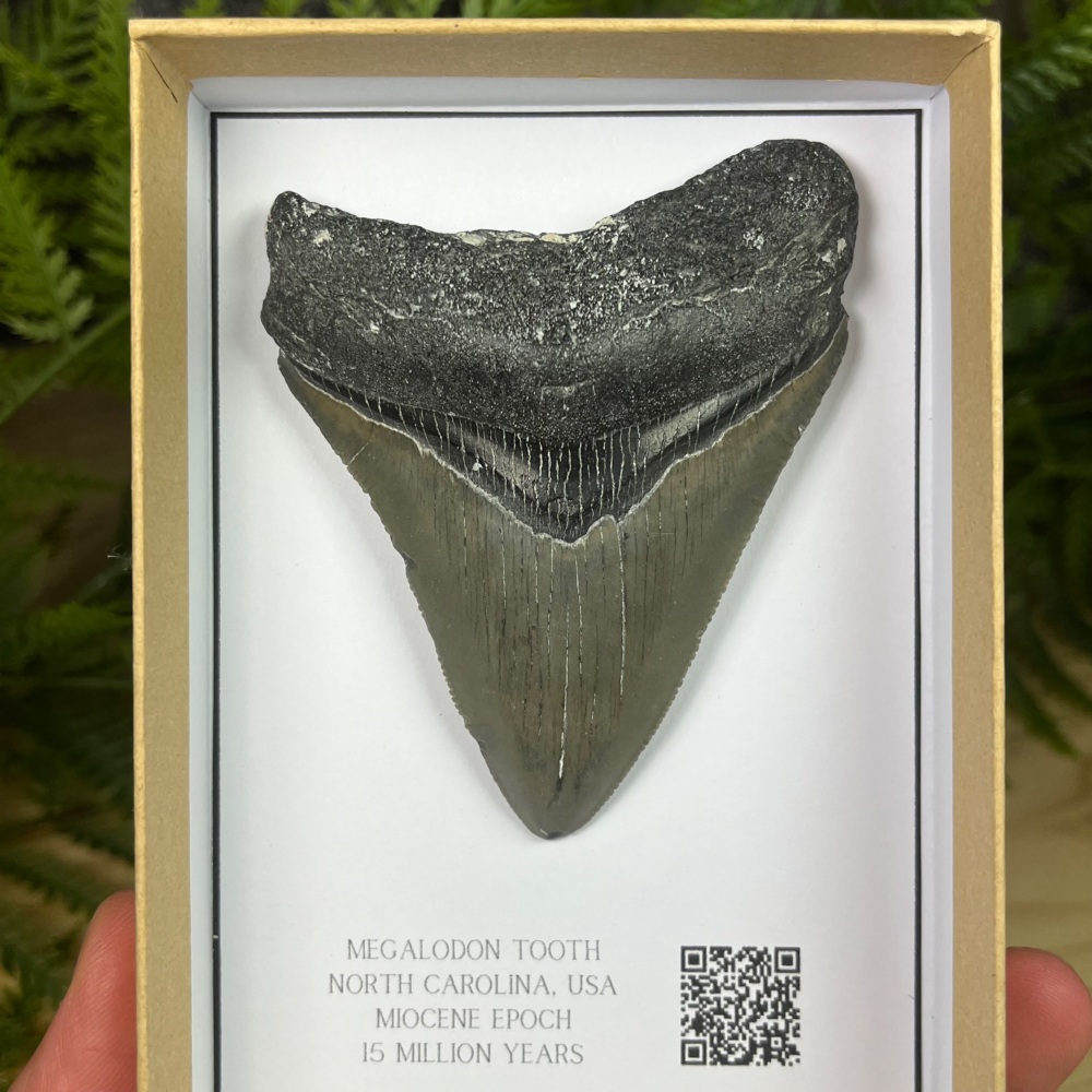 Megalodon Tooth