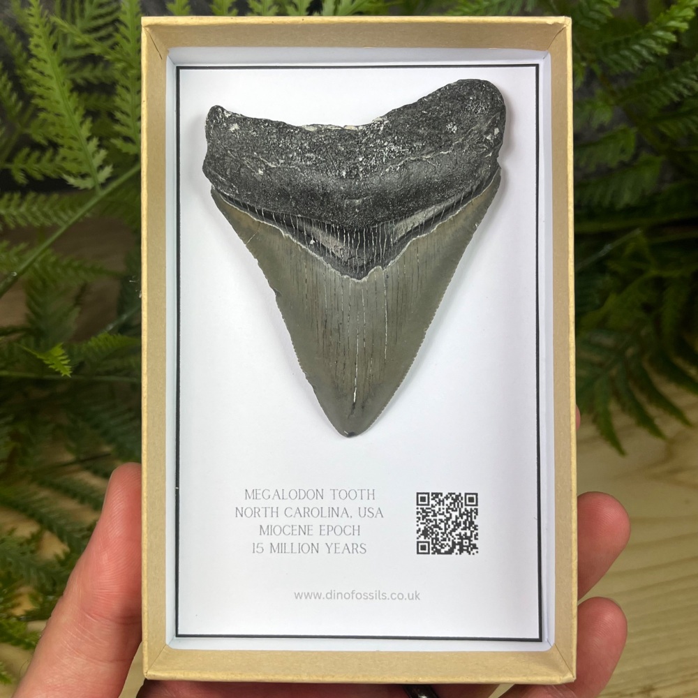Megalodon Tooth