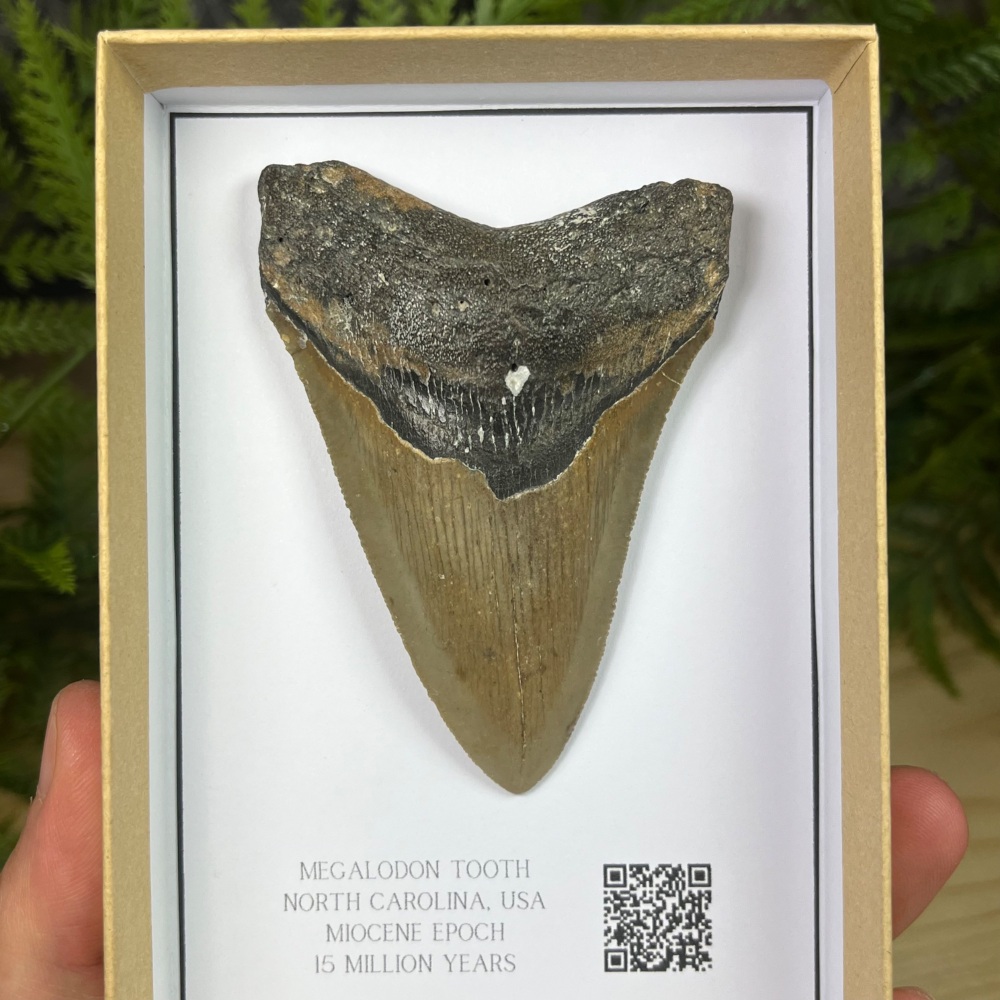 Megalodon Tooth