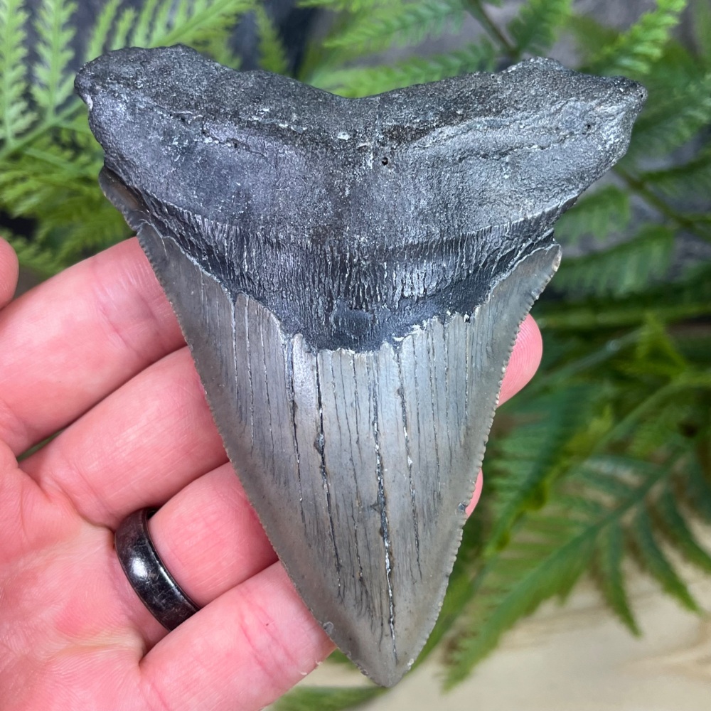 Megalodon Tooth