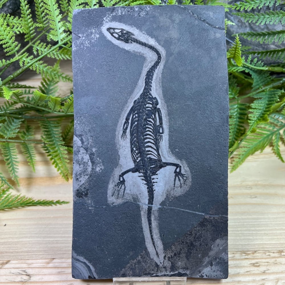 Keichousaurus hui (marine reptile)