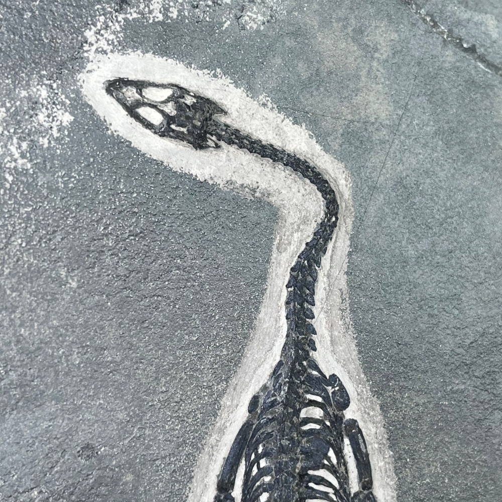Keichousaurus hui (marine reptile)