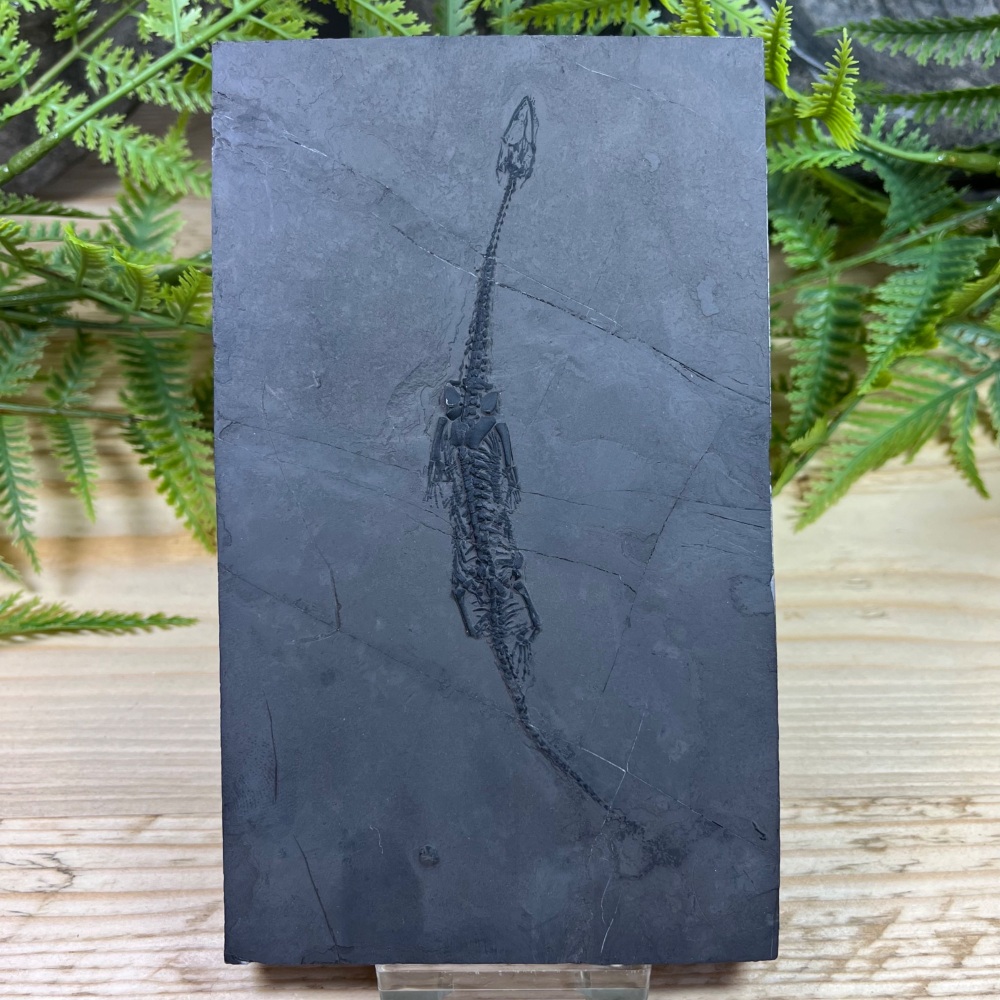 Keichousaurus hui (marine reptile)