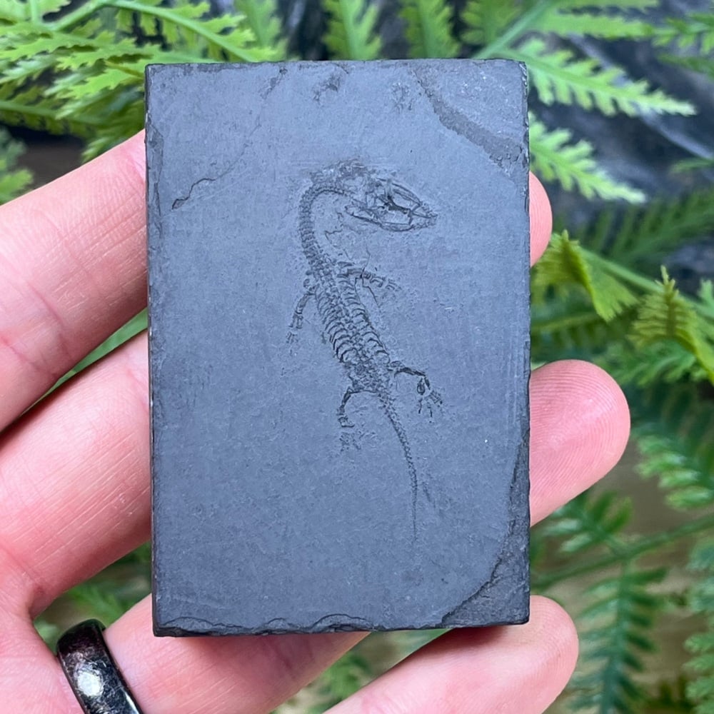 Juvenile Keichousaurus hui (marine reptile)