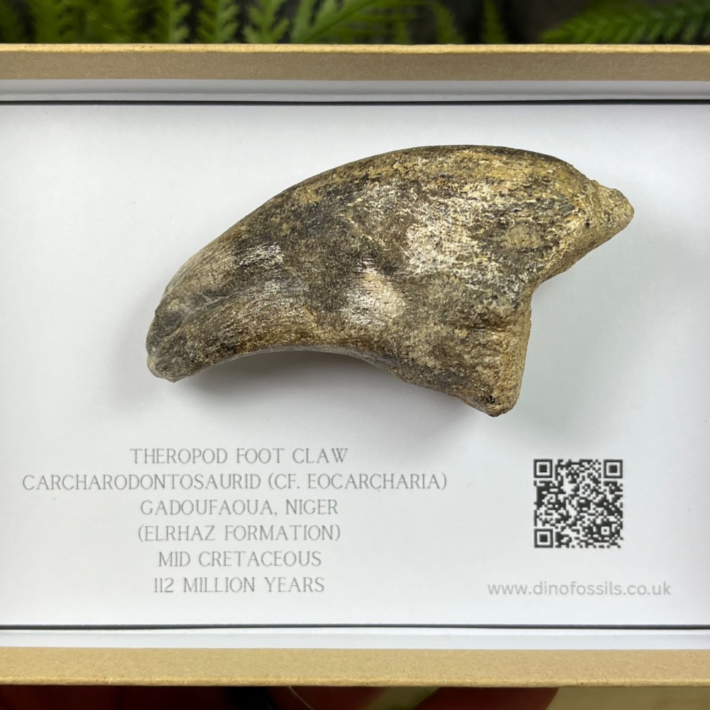 Eocarcharia Theropod Foot Claw