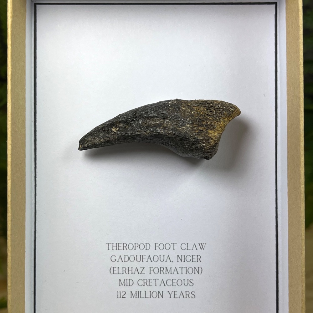 Theropod Foot Claw