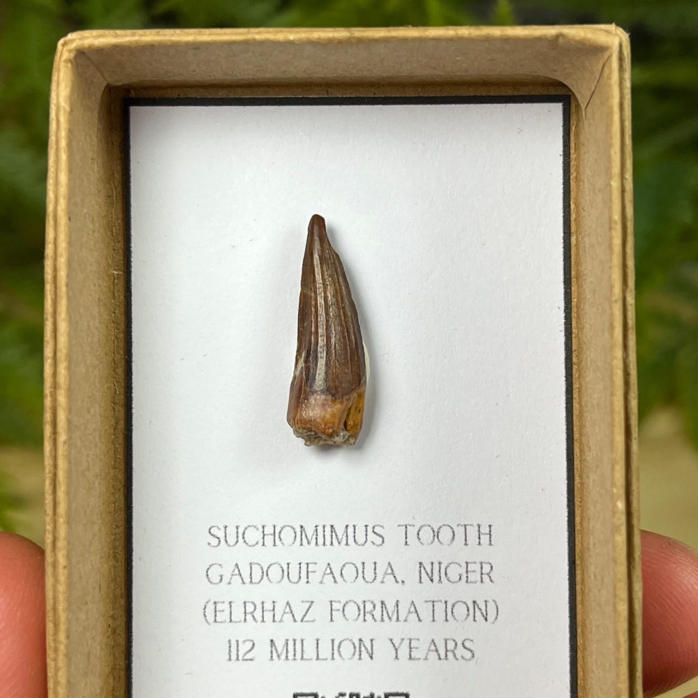 Suchomimus Tooth