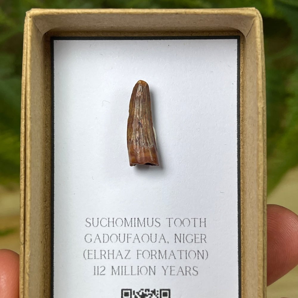 Suchomimus Tooth