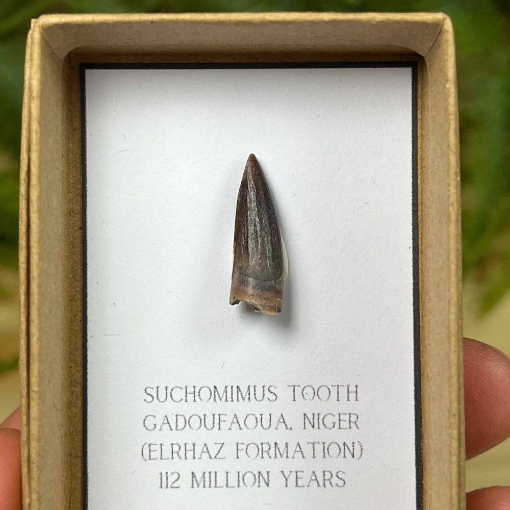 Suchomimus Tooth