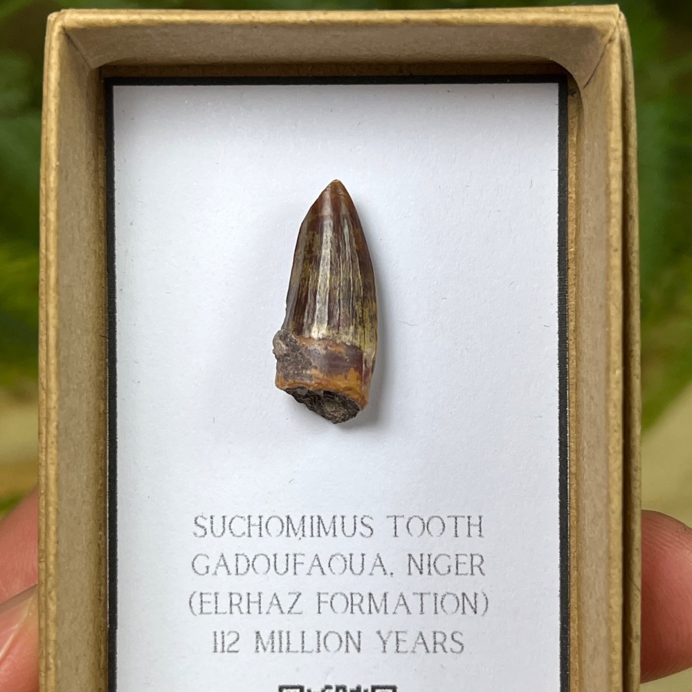 Suchomimus Tooth