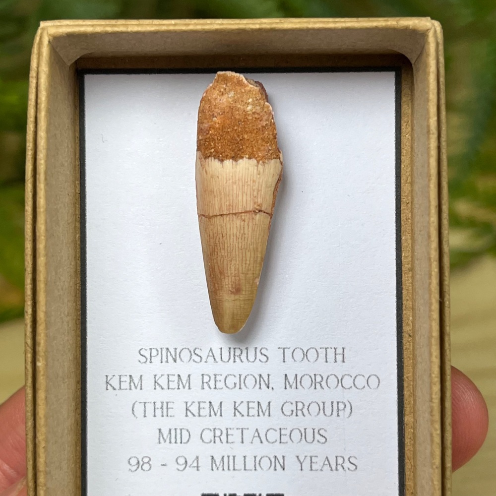 Spinosaurus Tooth