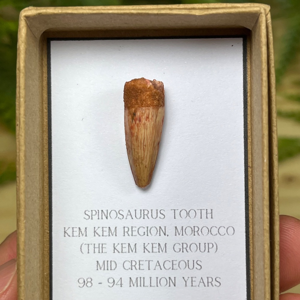 Spinosaurus Tooth