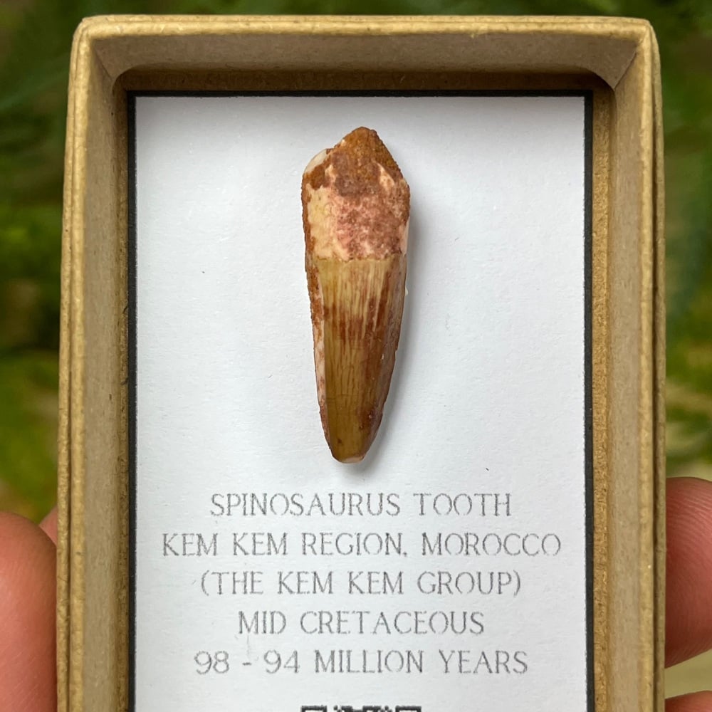 Spinosaurus Tooth