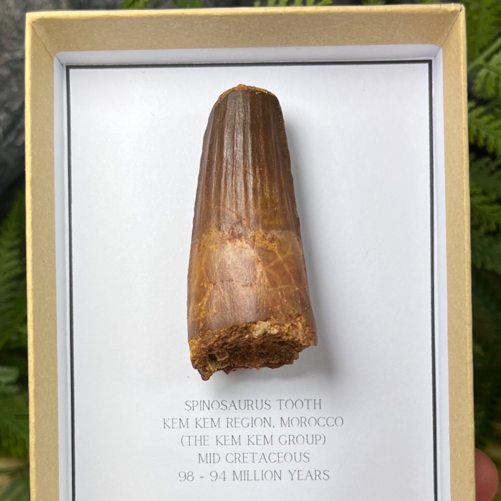 Spinosaurus Tooth