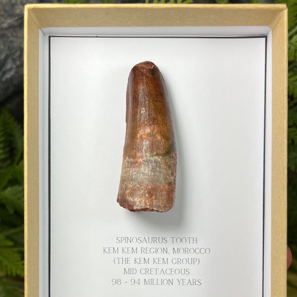 Spinosaurus Tooth