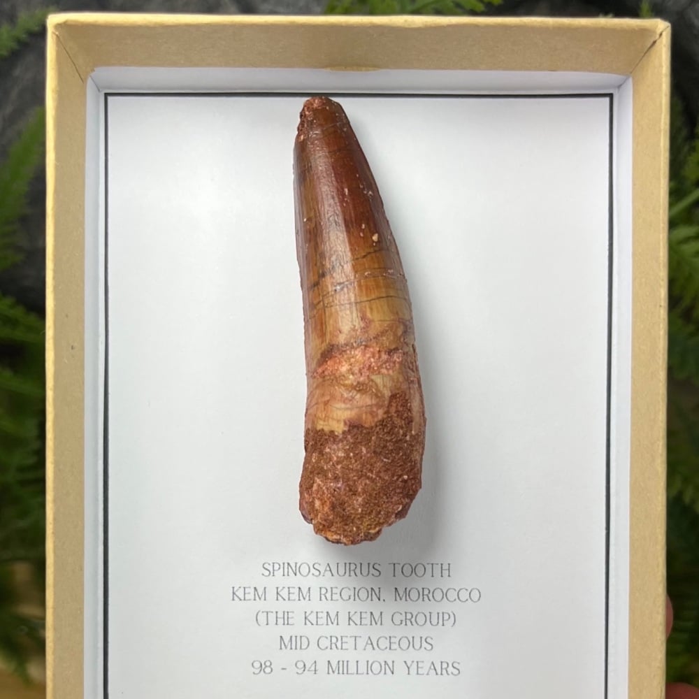 Spinosaurus Tooth