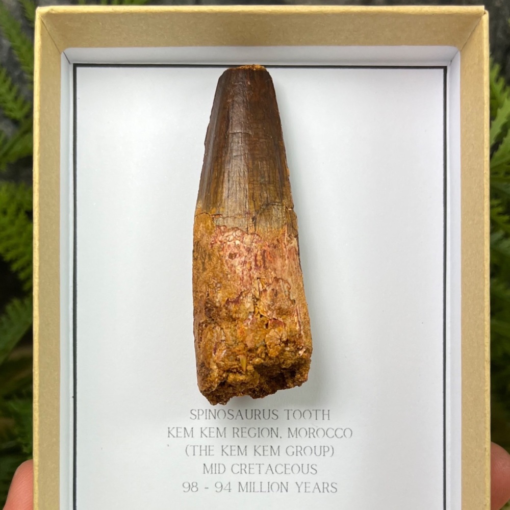 Spinosaurus Tooth