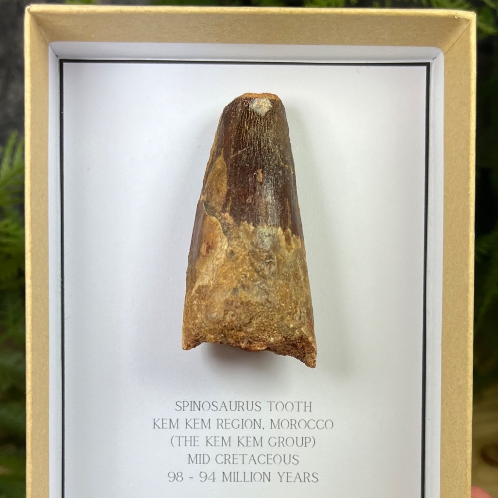 Spinosaurus Tooth