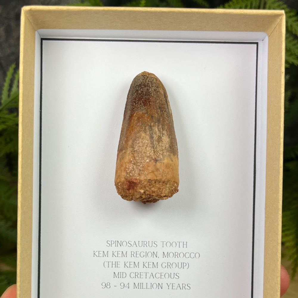 Spinosaurus Tooth