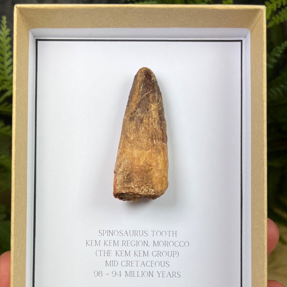 Spinosaurus Tooth