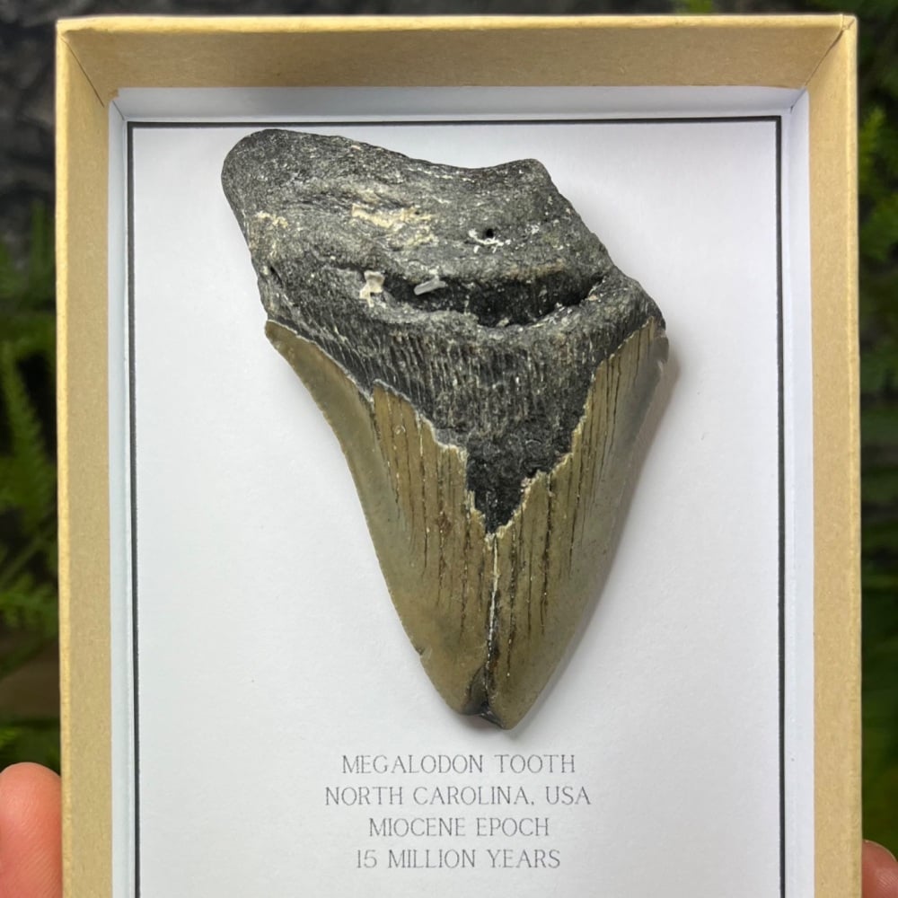 Megalodon Tooth