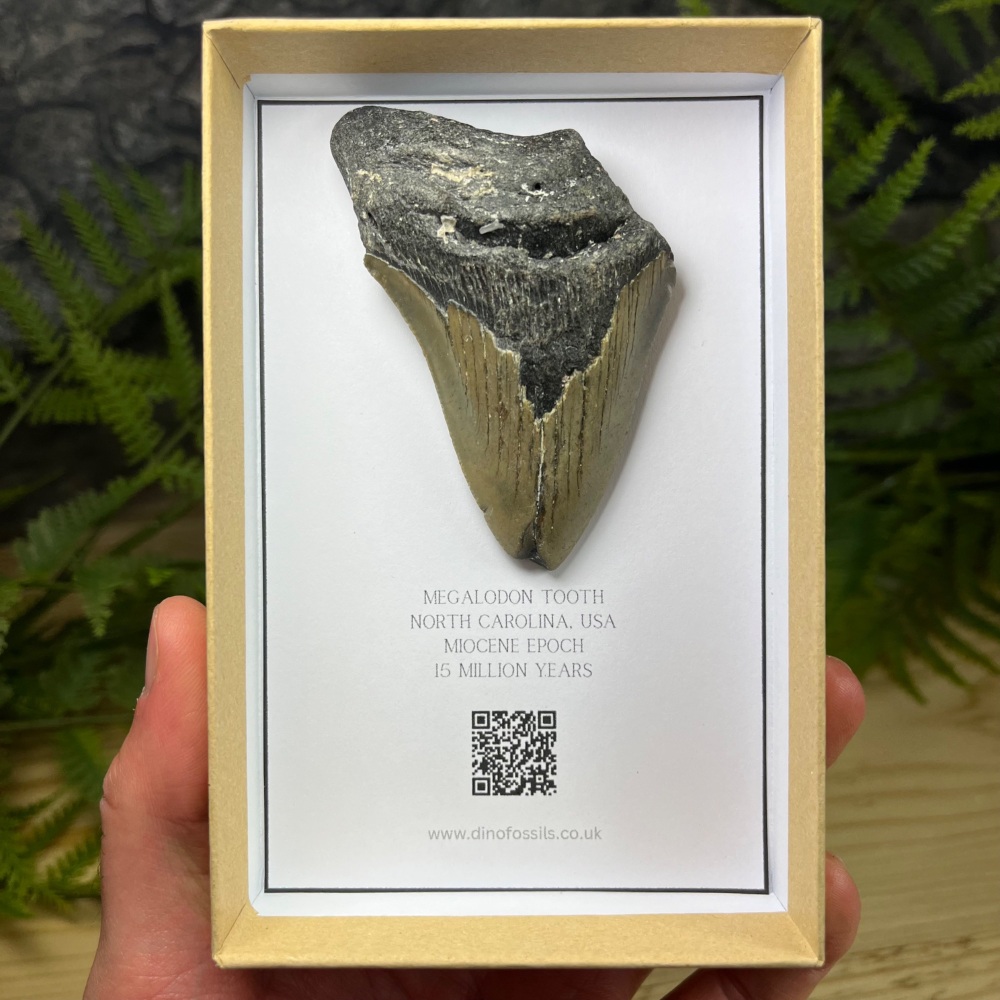 Megalodon Tooth