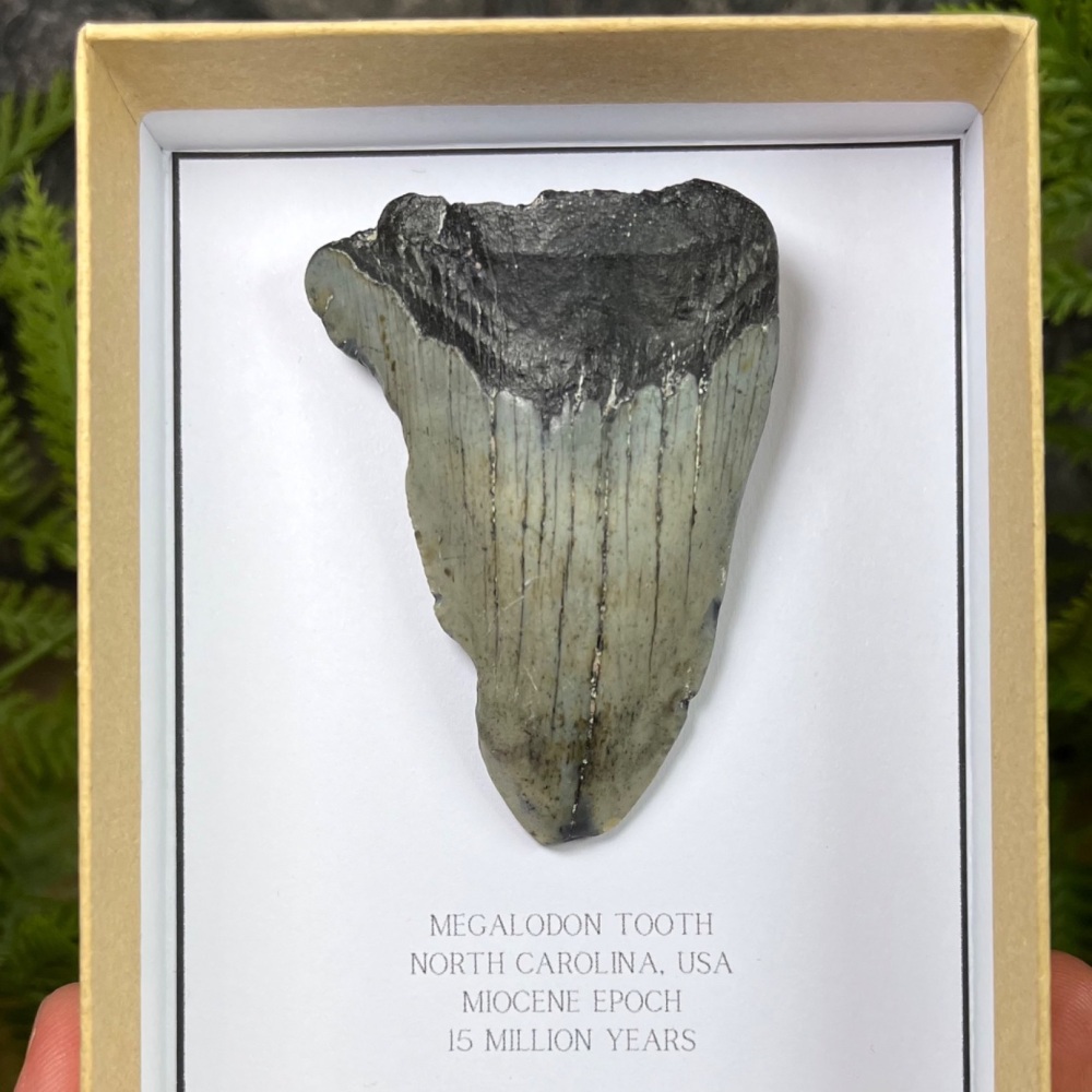 Megalodon Tooth