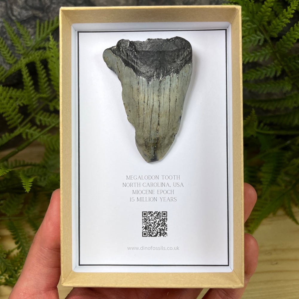 Megalodon Tooth