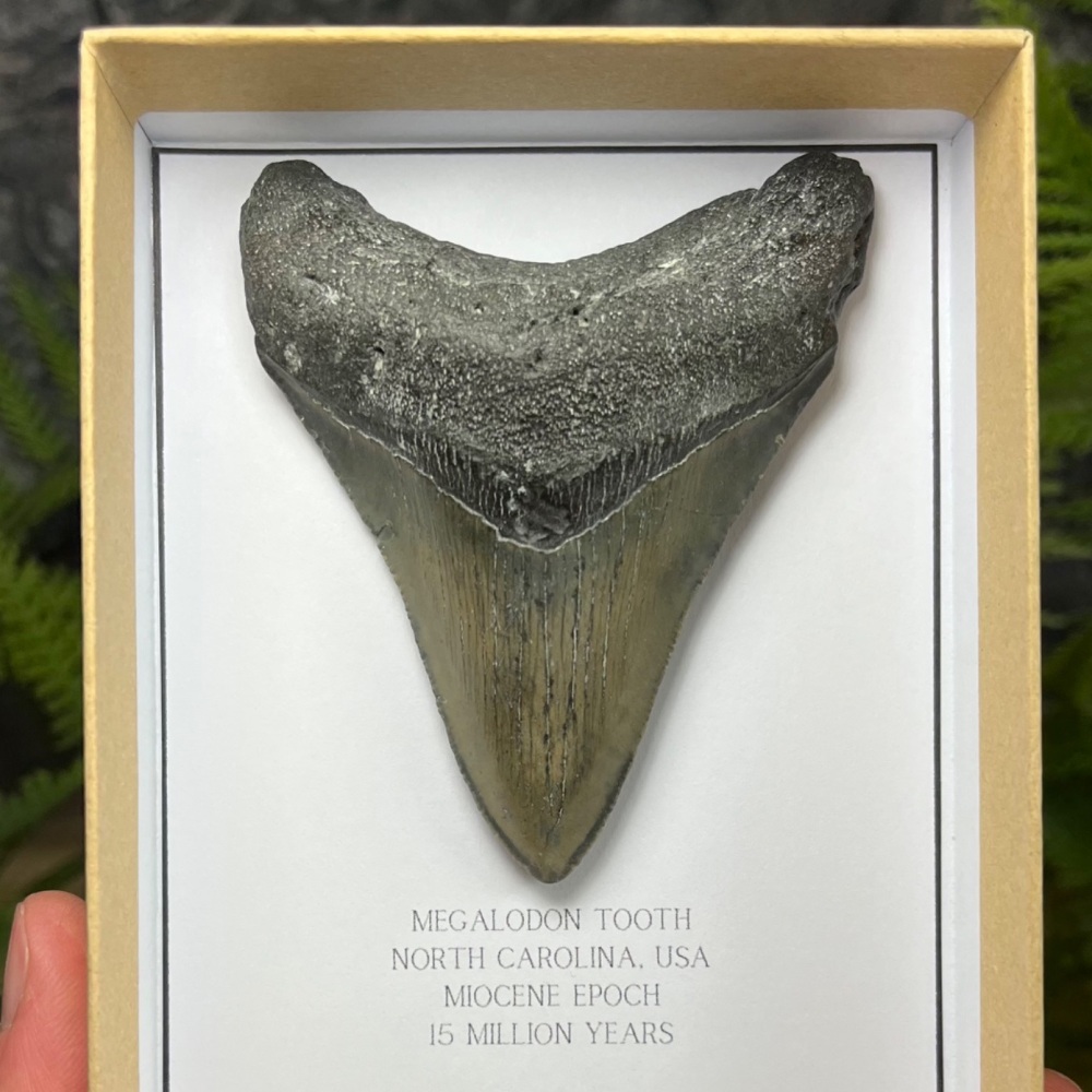 Megalodon Tooth