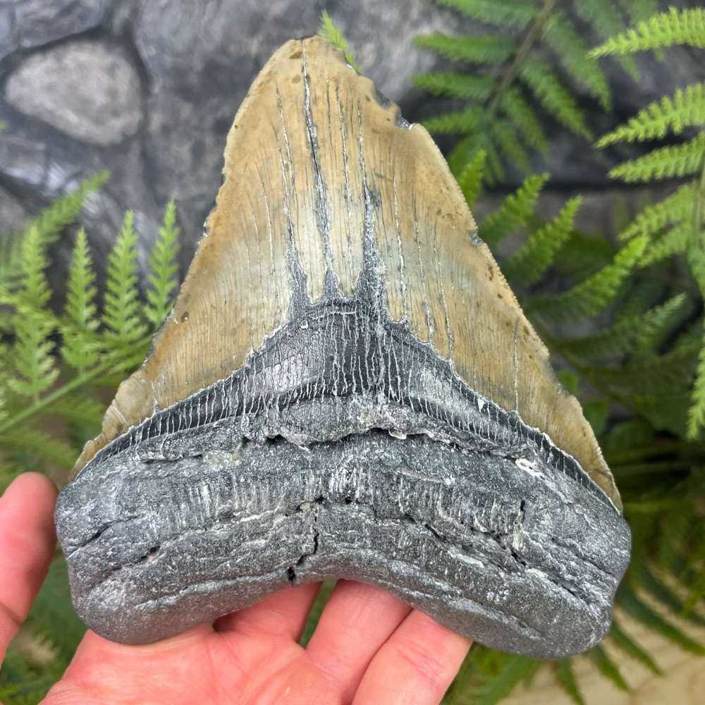 Megalodon Tooth