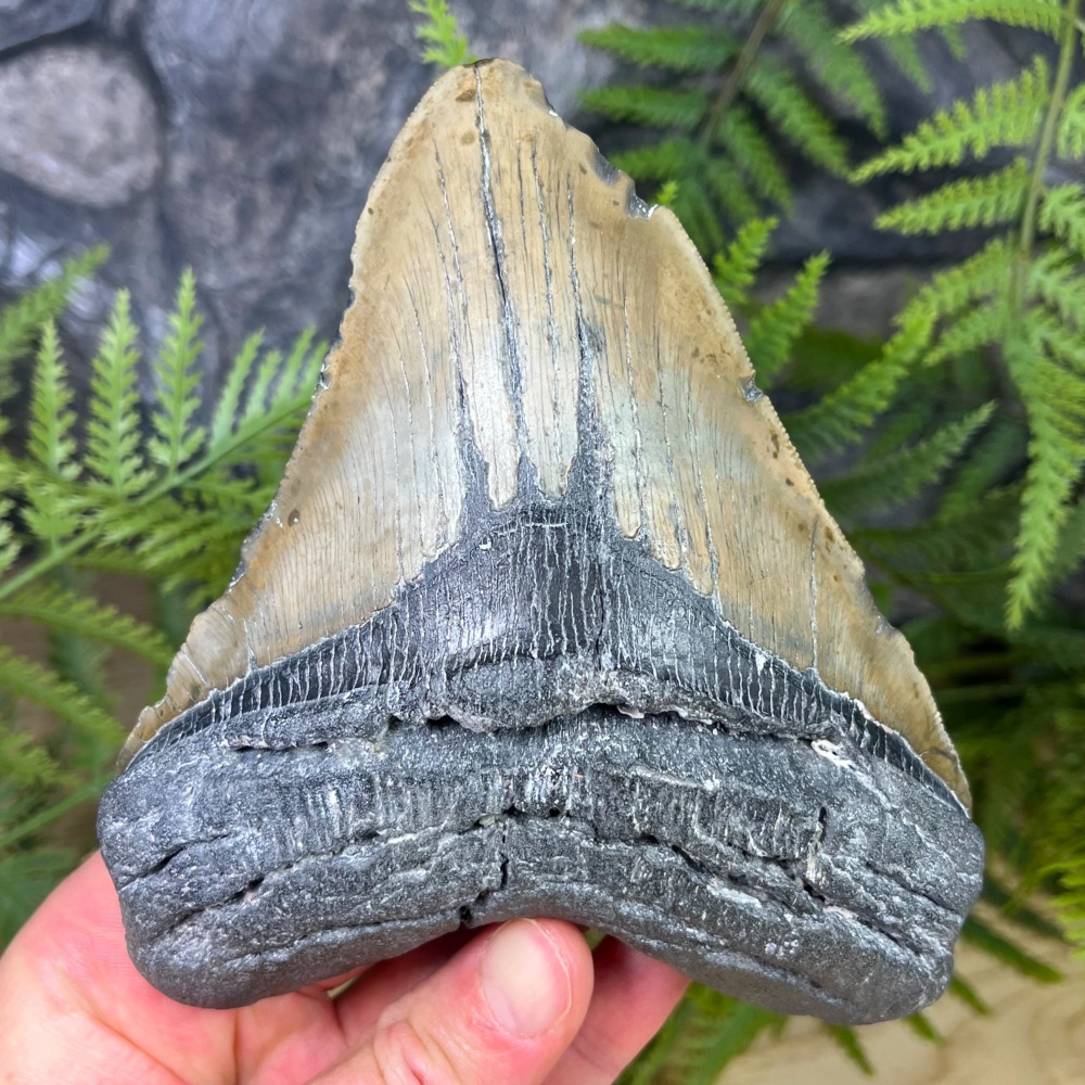 Megalodon Tooth