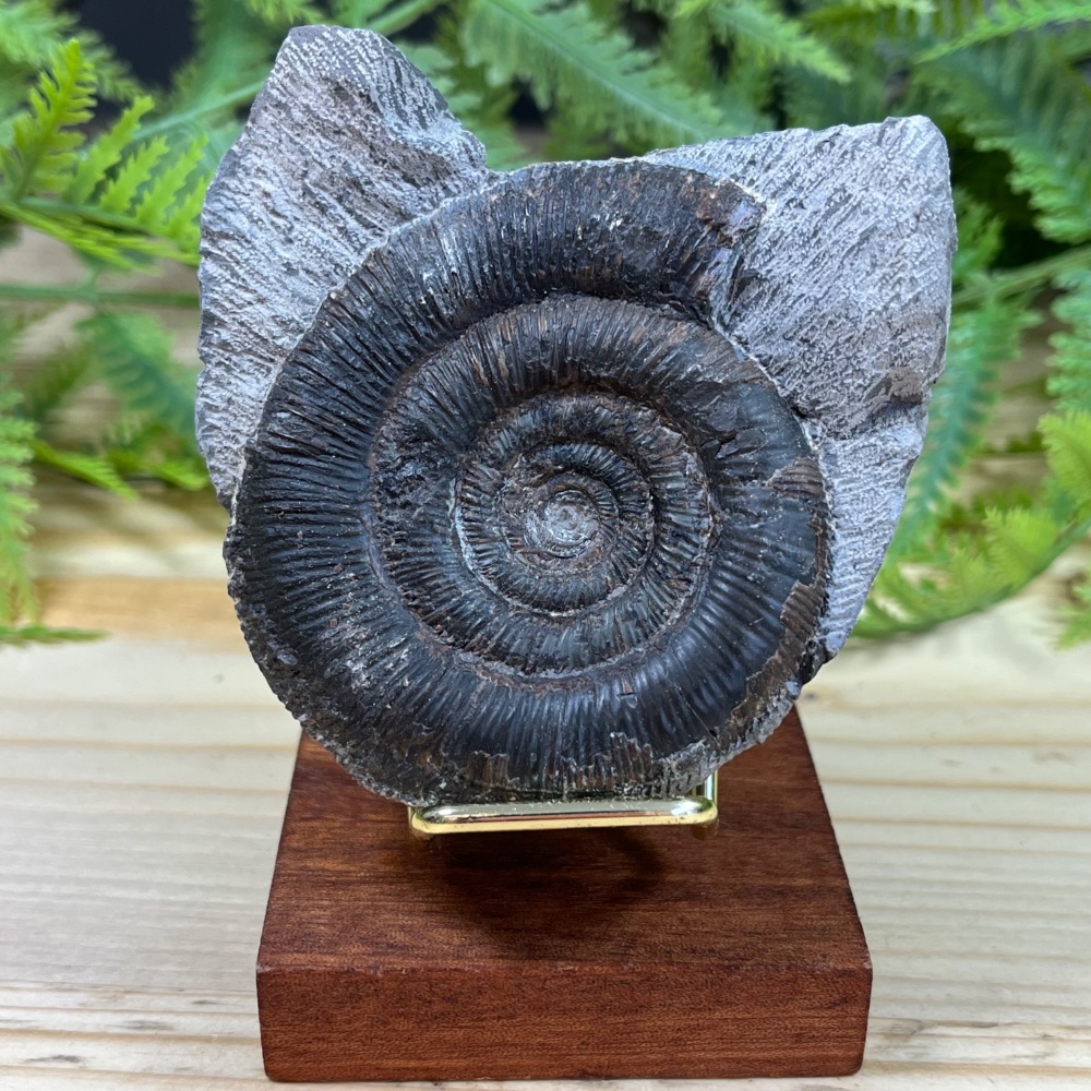 Ammonite (Dactylioceras)