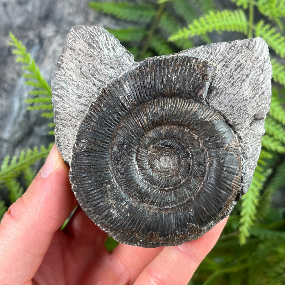 Ammonite (Dactylioceras)