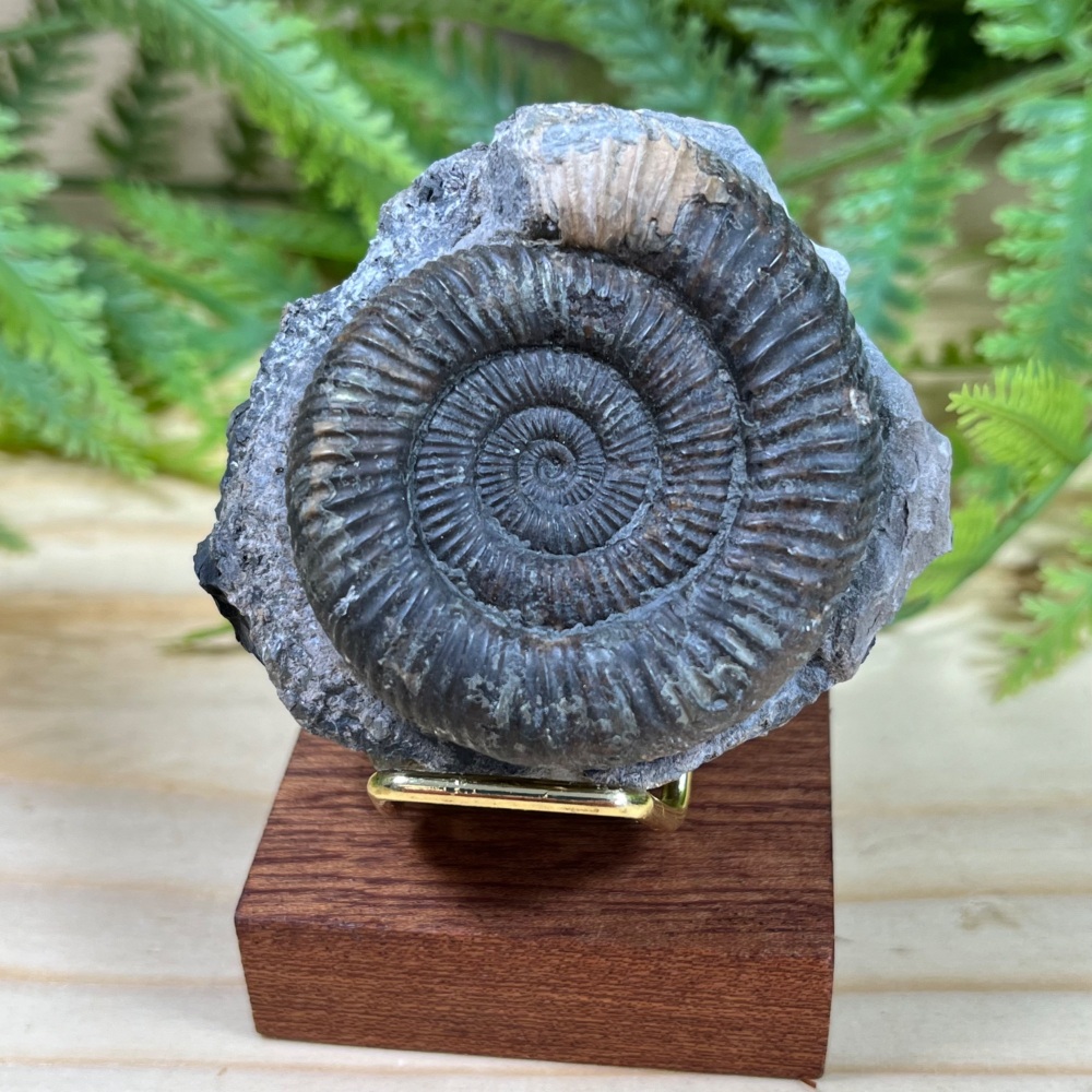 Ammonite (Dactylioceras)
