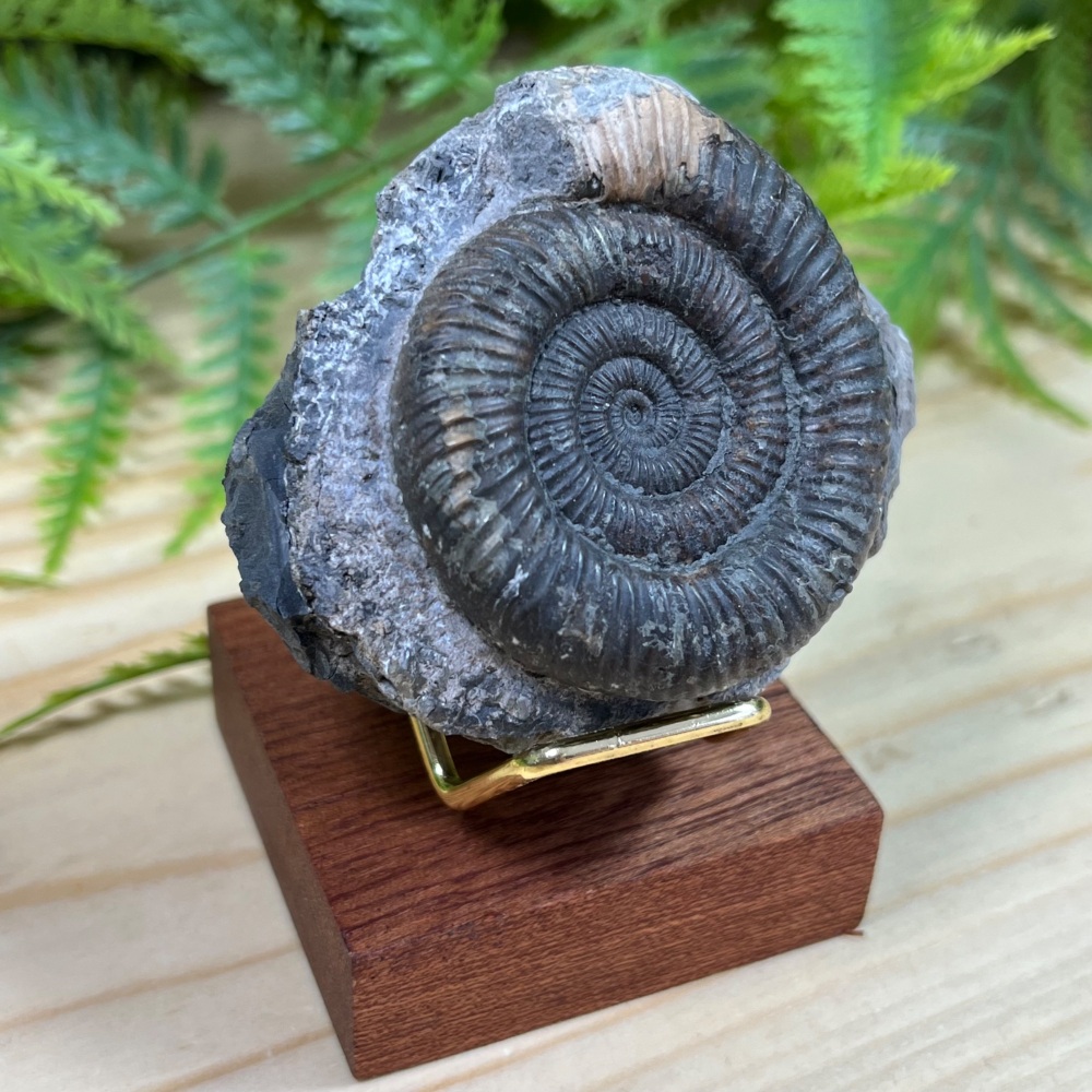 Ammonite (Dactylioceras)