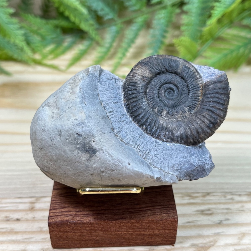Ammonite (Dactylioceras)