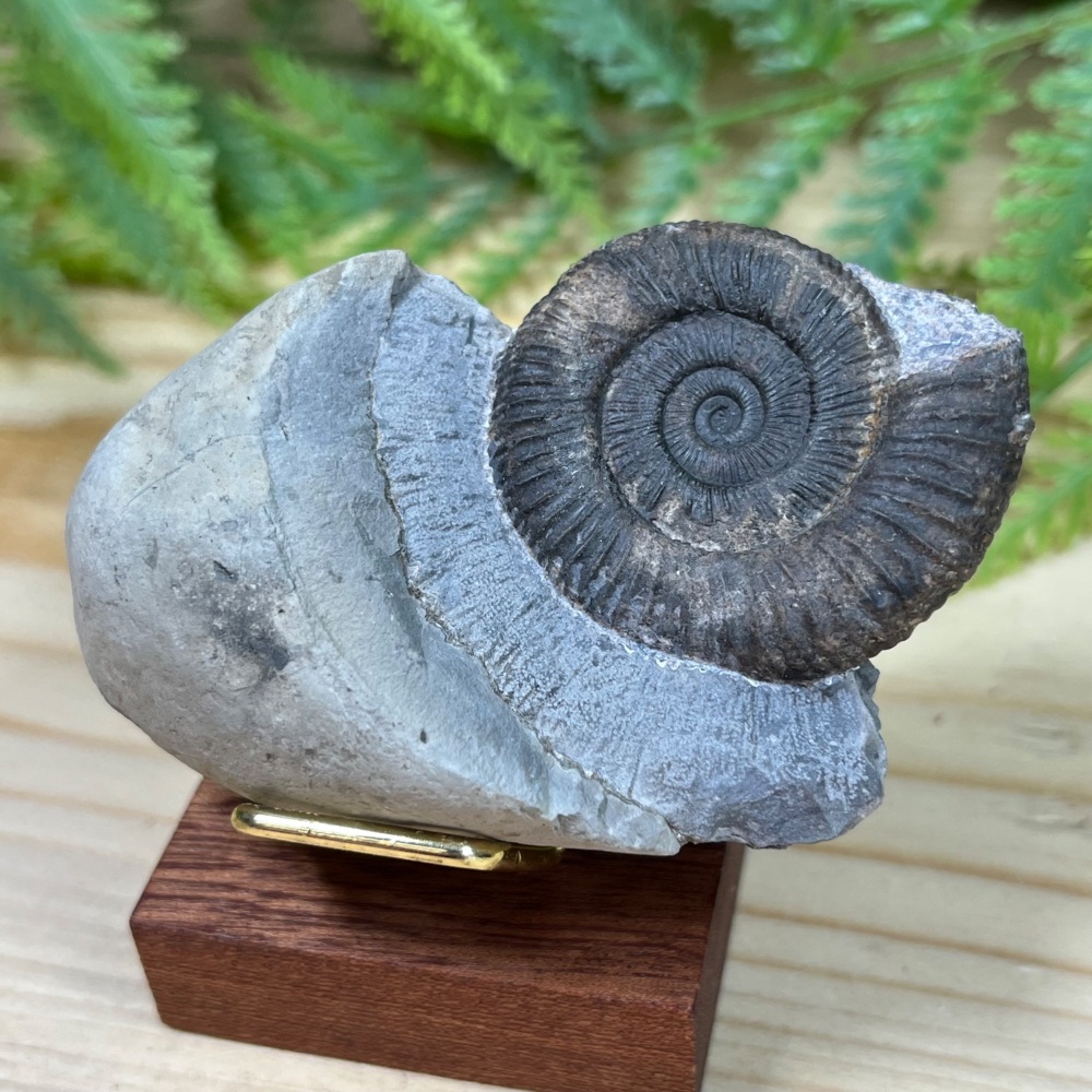 Ammonite (Dactylioceras)
