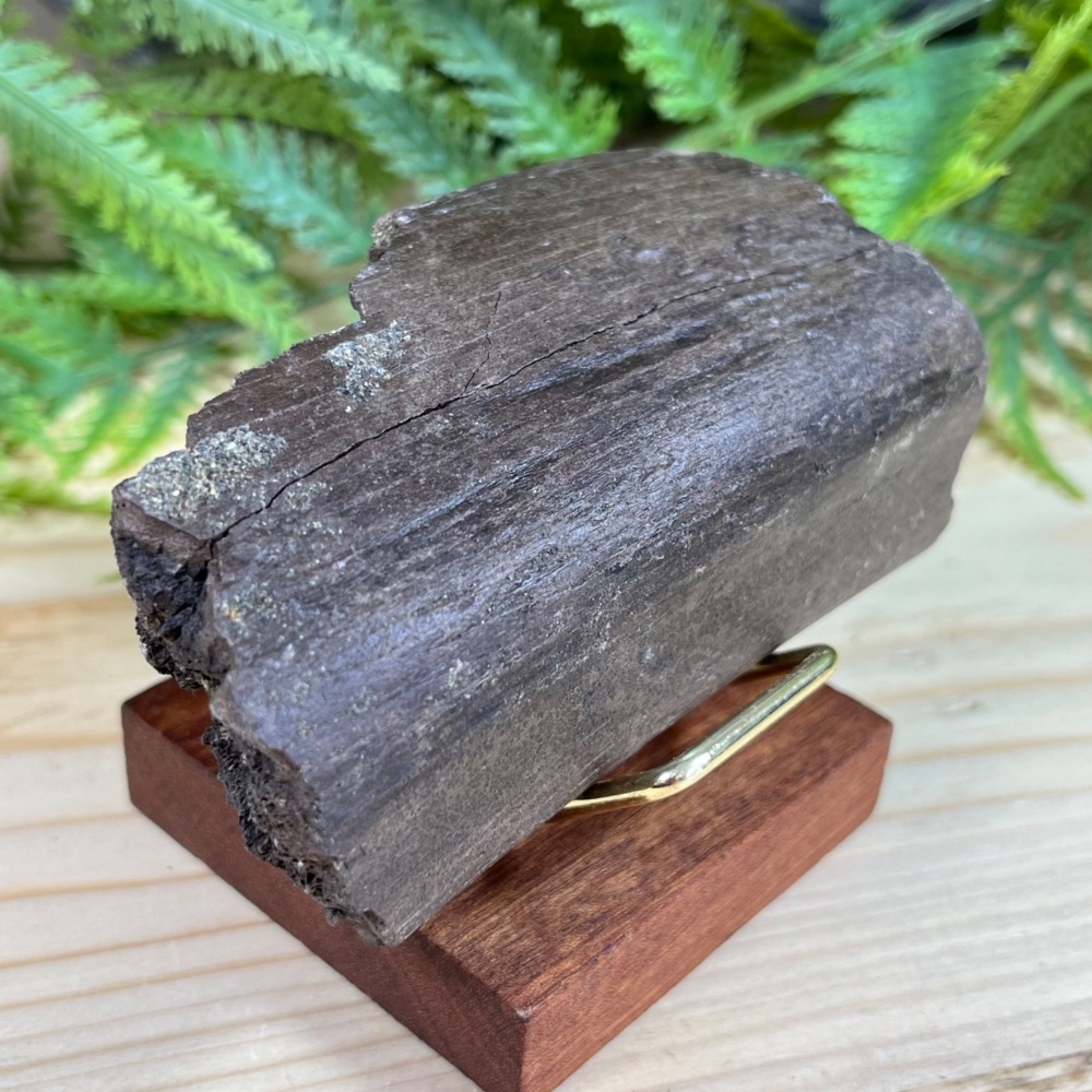 Triceratops Rib Section