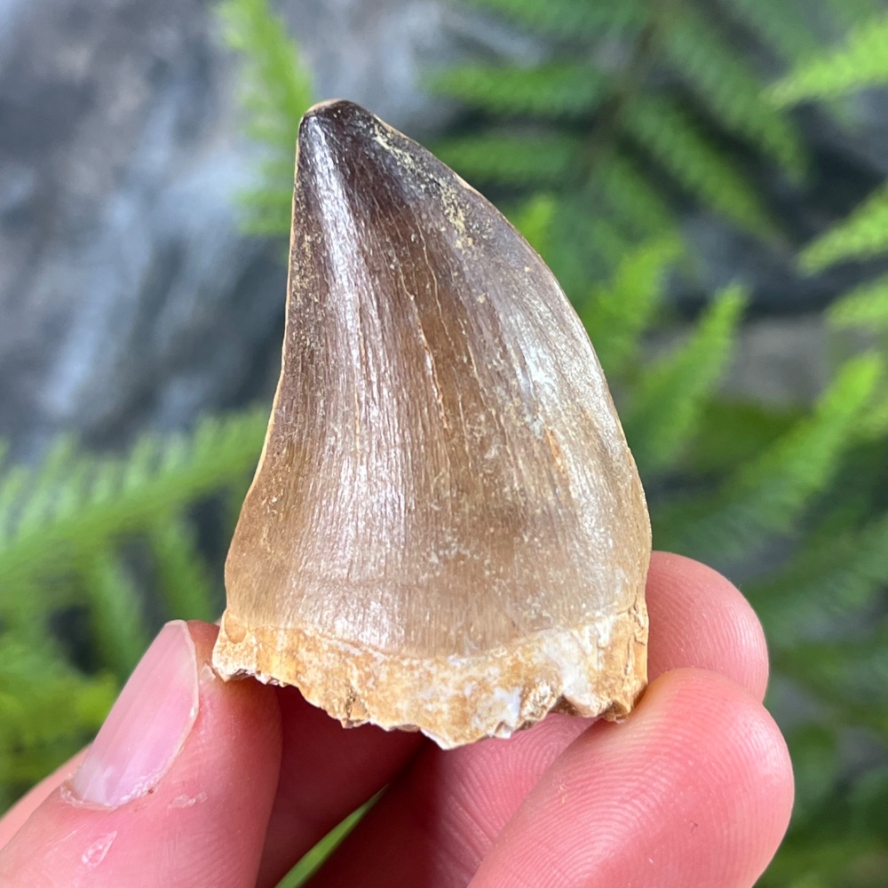 Mosasaur tooth