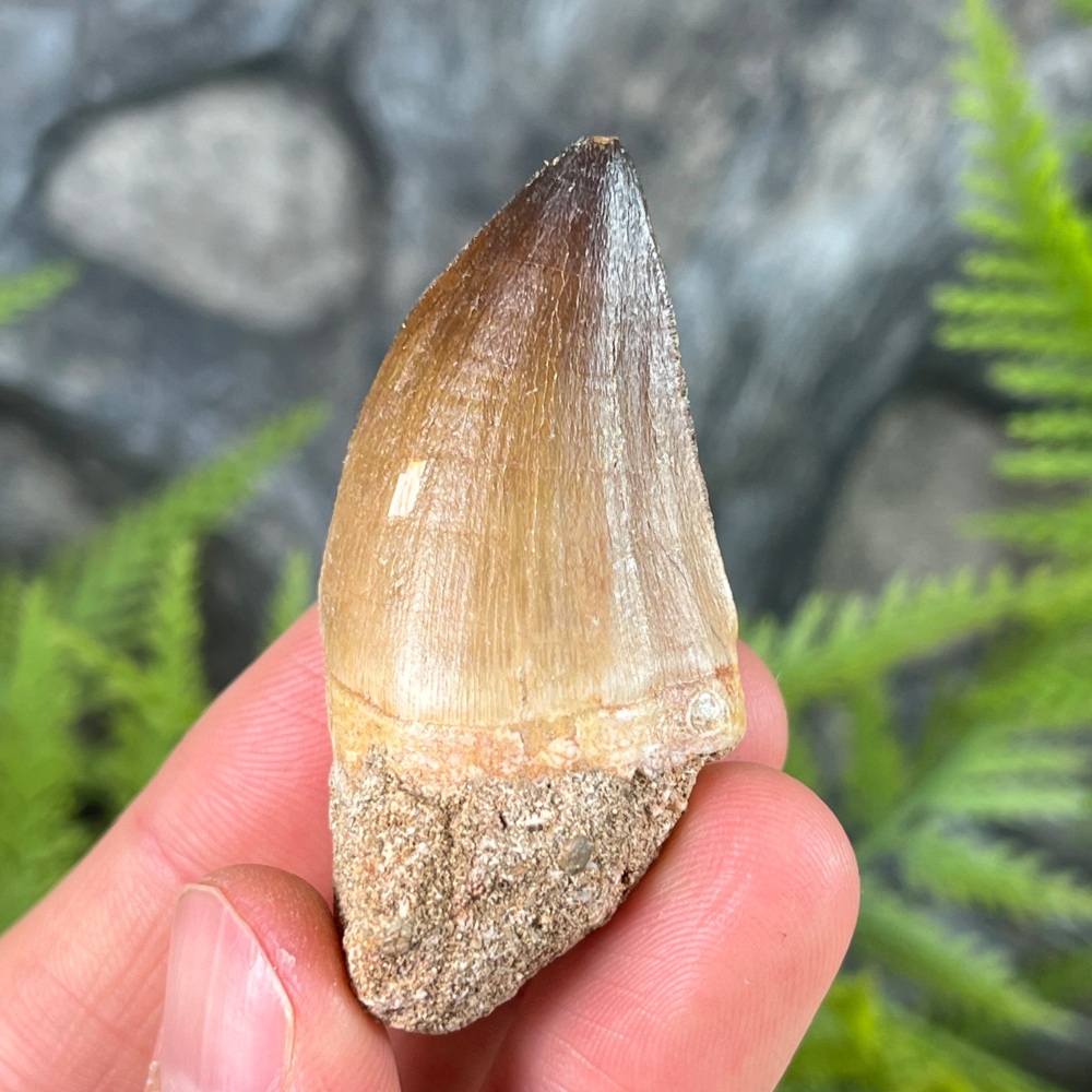 Mosasaur tooth