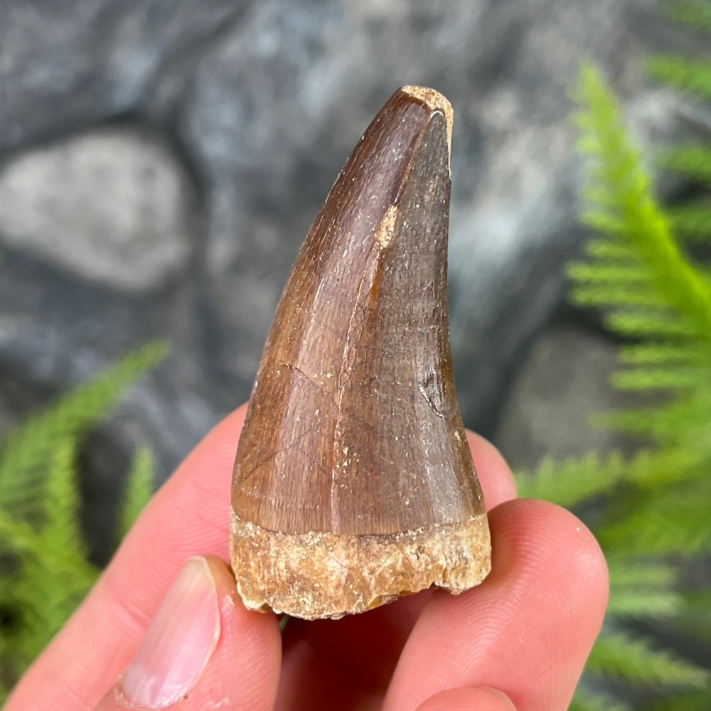 Mosasaur tooth