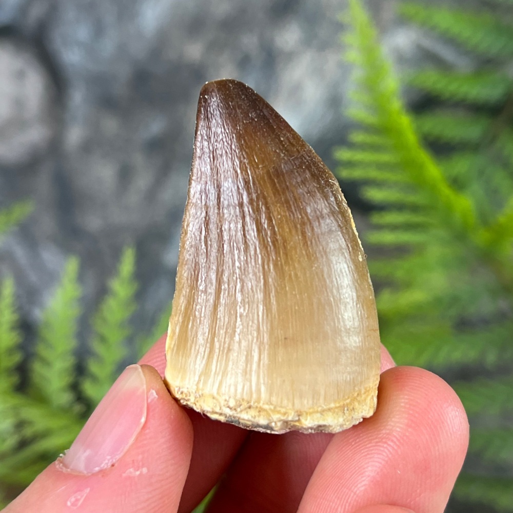 Mosasaur tooth