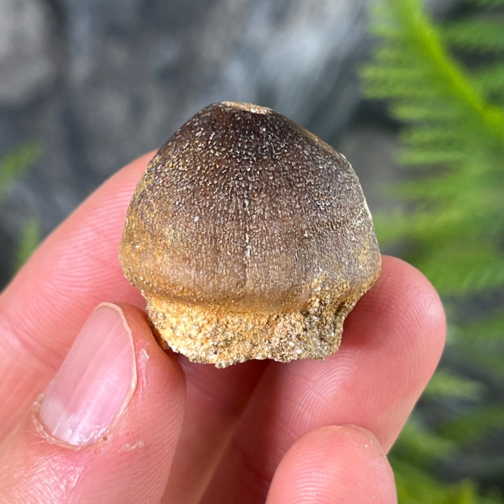 Shell-crushing Mosasaur tooth