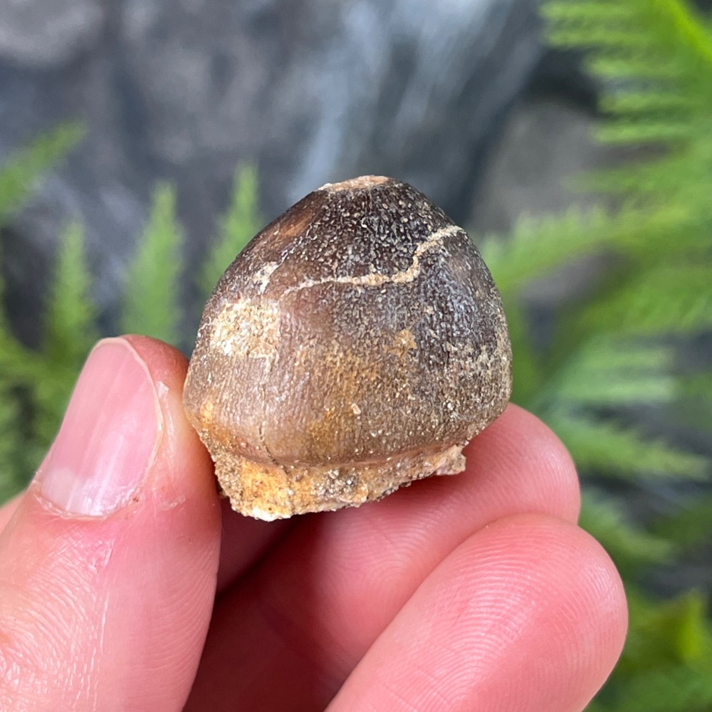 Shell-crushing Mosasaur tooth