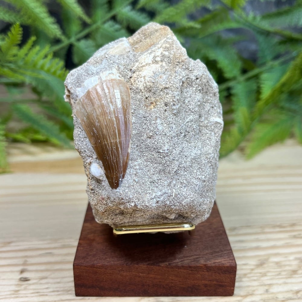 Mosasaur tooth