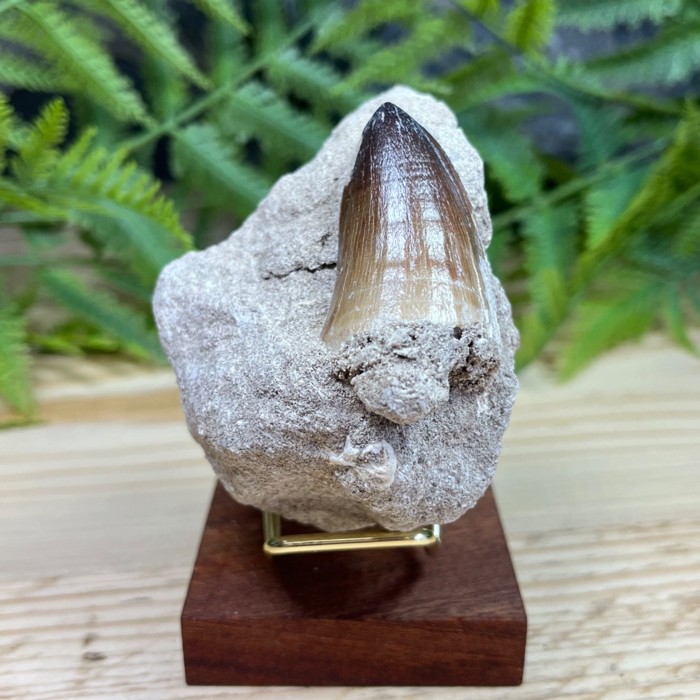 Mosasaur tooth